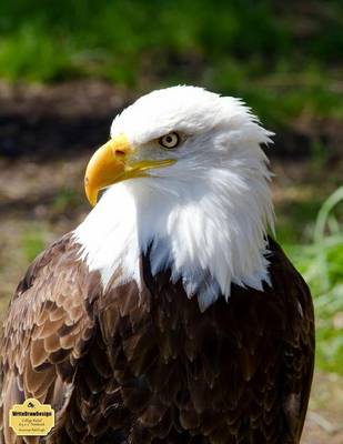 Book cover for Writedrawdesign College Ruled 8.5 X 11" Notebook, American Bald Eagle