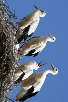 Book cover for Four Storks in the Nest