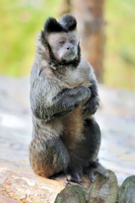 Book cover for Capuchin Monkey Is Not Convinced Journal