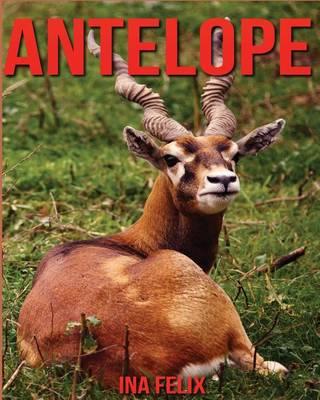 Book cover for Antelope