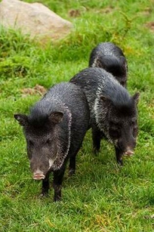 Cover of Black Boars Animal Journal