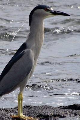 Book cover for Aukuu Heron at the Shore, Birds of the World