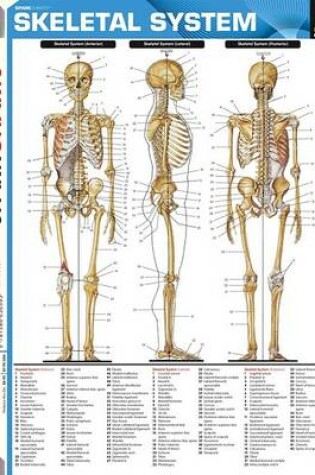 Cover of Skeletal System (Sparkcharts)