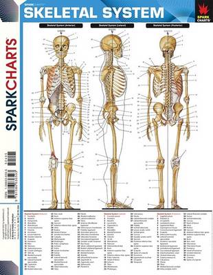 Book cover for Skeletal System (Sparkcharts)
