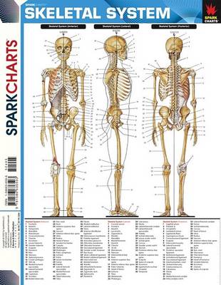 Cover of Skeletal System (Sparkcharts)