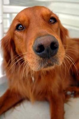 Book cover for The Irish Setter Face Close-Up Dog Journal