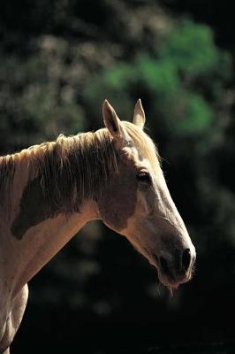 Book cover for Equine Journal Old Pinto