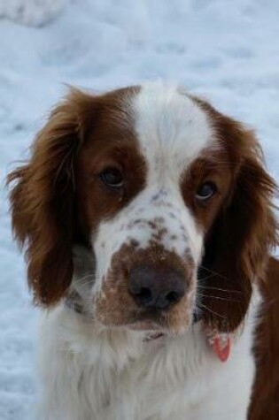 Cover of Welsh Springer Spaniel Journal