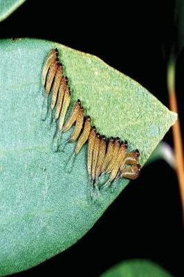 Book cover for Insect Journal Sawfly Larvae Entomology
