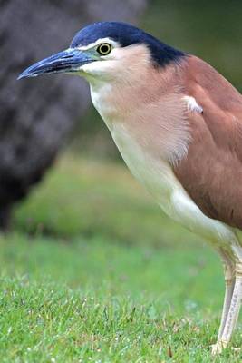 Book cover for Red Backed Heron, Birds of the World