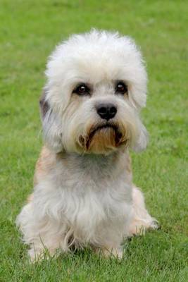 Book cover for Dandie Dinmont Terrier