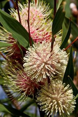 Book cover for Hakea laurina Pincushion Flowers Journal