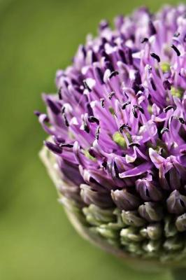 Book cover for Purple Ornamental Onion Bloom Journal