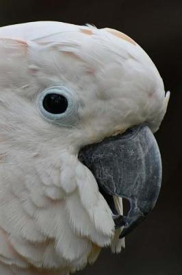 Book cover for My Cockatoo Notebook