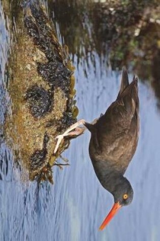 Cover of Beautiful Black Oystercatcher Bird on the Shore Journal