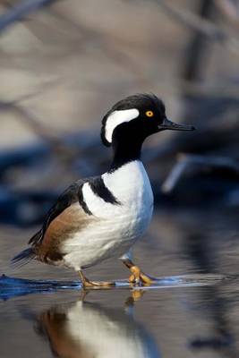 Book cover for Hooded Merganser Journal