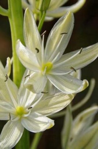 Cover of A Beautiful Prairie Lily Flower Journal