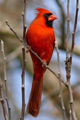 Book cover for Red Cardinal Bird Journal