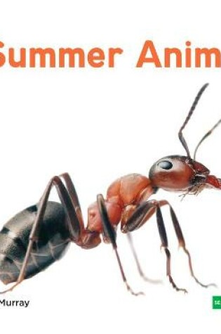 Cover of Summer Animals
