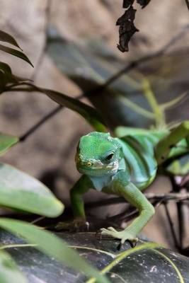 Book cover for Green Tree Monitor Lizard Journal