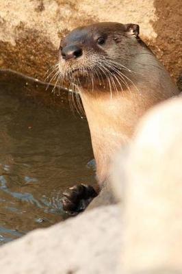 Book cover for River Otter Checking Things Out Journal