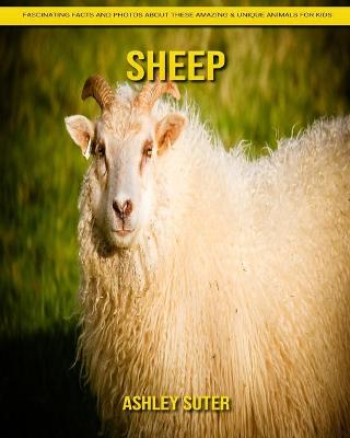 Book cover for Sheep