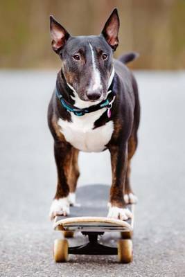 Book cover for English Bull Terrier on a Skateboard Journal