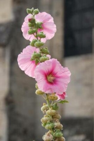 Cover of Pink Hollyhocks Flower Journal