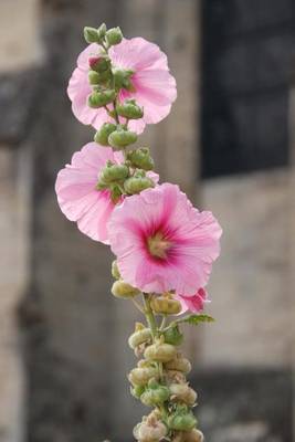 Book cover for Pink Hollyhocks Flower Journal