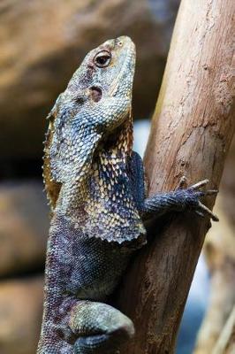 Cover of Hooded Frilled Lizard Notebook