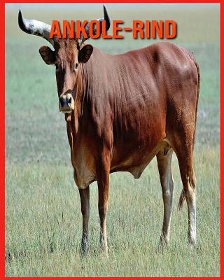 Book cover for Ankole-Rind