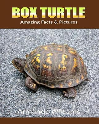 Book cover for Box Turtle