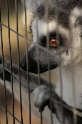 Book cover for A Lemur Locked Up, for the Love of Animals