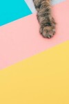 Book cover for Pop Art Cat Notebook