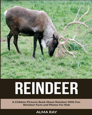 Book cover for Reindeer