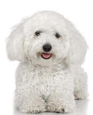 Cover of School Composition Book White Poodle Dog Photo 130 Pages