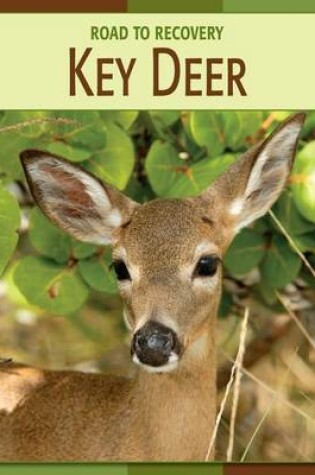 Cover of Key Deer