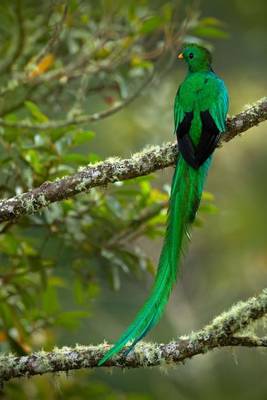 Cover of Resplendent Quetzal (Pharomachrus Mocinno) in Costa Rica Bird Journal