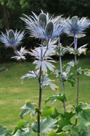 Cover of Silver Thistle Highland Flowering Plant in Scotland Journal