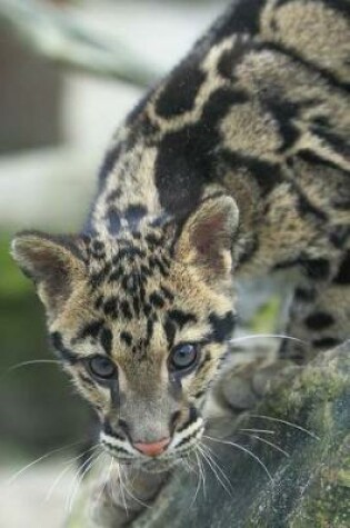 Cover of The Clouded Leopard Journal