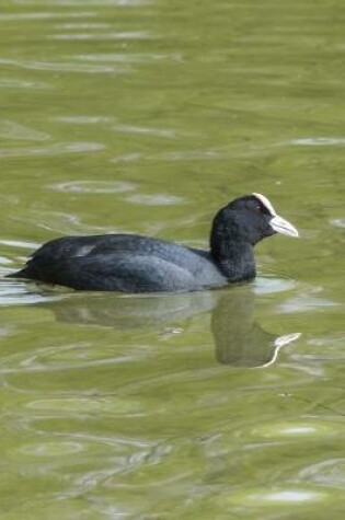 Cover of A Bald American Coot Swimming Journal