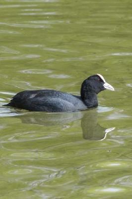 Book cover for A Bald American Coot Swimming Journal