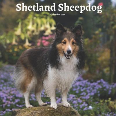 Book cover for Shetland Sheepdog Calendar 2021