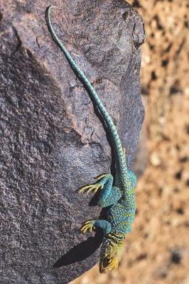 Book cover for Common Collared Lizard Crotaphytus Collaris Journal