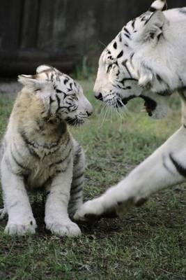 Book cover for White Tiger with Baby Cub Journal