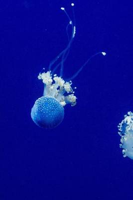 Book cover for Two Jellyfish Swimming in the Ocean