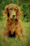 Book cover for Irish Setter