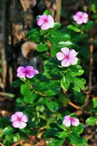 Cover of Pink Periwinkle Flower Journal