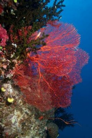 Cover of Sea Fan Coral in the Ocean Fiji Journal