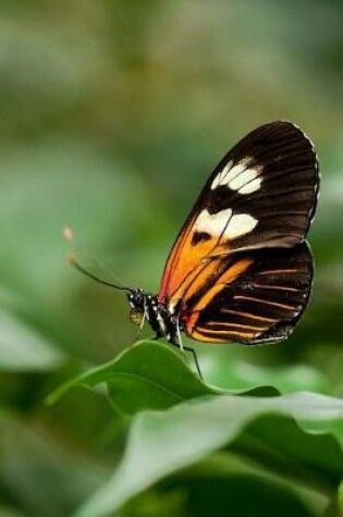 Cover of A Heliconius Melpomine Butterfly Journal